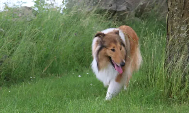 En vacker, rakad hund med lång, gyllene päls och vit krage går genom högt gräs vid en trädstam.