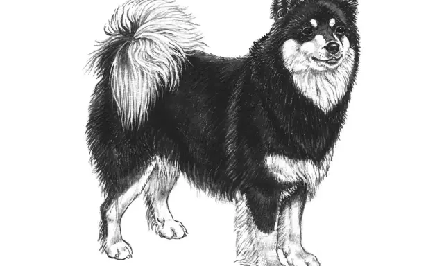 En teckning av en finsk lapphund med fluffig svans. En frisk finsk lapphund vikt är viktig för dess välmående.