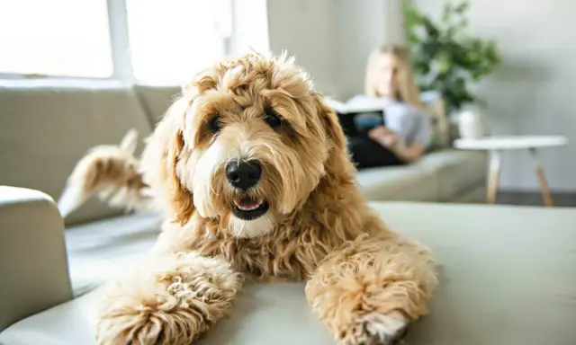 En fluffig labradoodle ligger på en soffa, redo att leka. Bakom syns en person som läser.