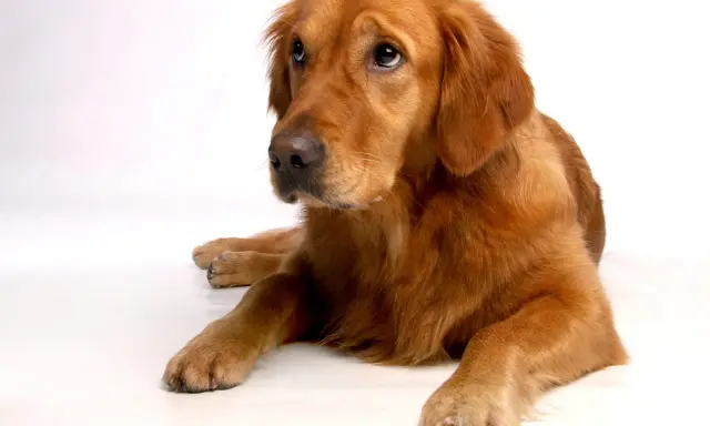 En vacker golden retriever, kanske den friskaste hundrasen, ligger lugnt på en vit bakgrund och tittar uppåt med sina vänliga ögon.