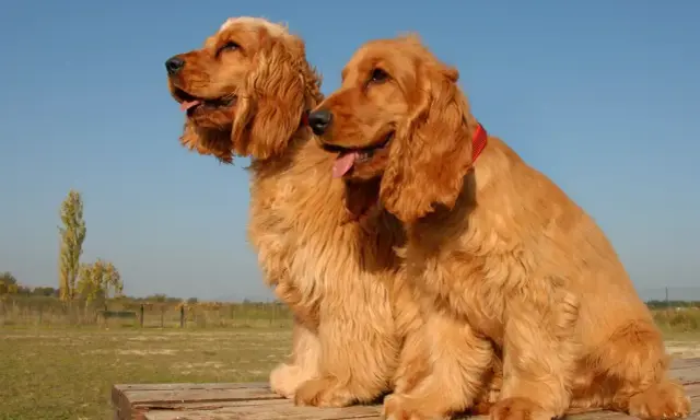 Två glada, gyllene cocker spaniels sitter på en träbänk. De ser friska ut, men det är bra att känna till cocker spaniel sjukdomar för att kunna ge dem bästa möjliga vård.