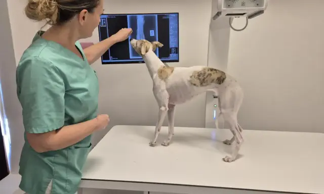 Veterinär granskar röntgenbild av hundens tass. Ortopedi hund är viktigt för att diagnostisera problem.