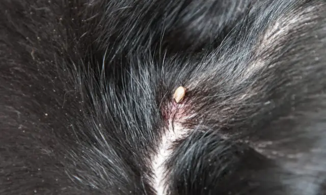 En fästing har satt sig i pälsen på en tbe hund.