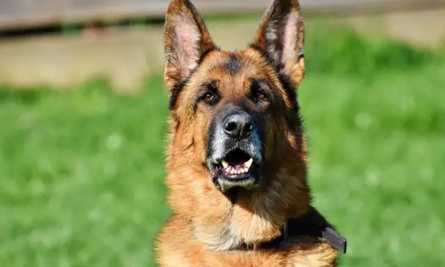 En schäferhund, en av de vanligaste hundraserna i Sverige, tittar fram med öppen mun mot en grön bakgrund.