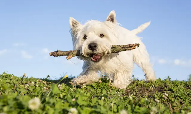 En glad west highland white terrier springer med en pinne i munnen över en grön äng mot en blå himmel.