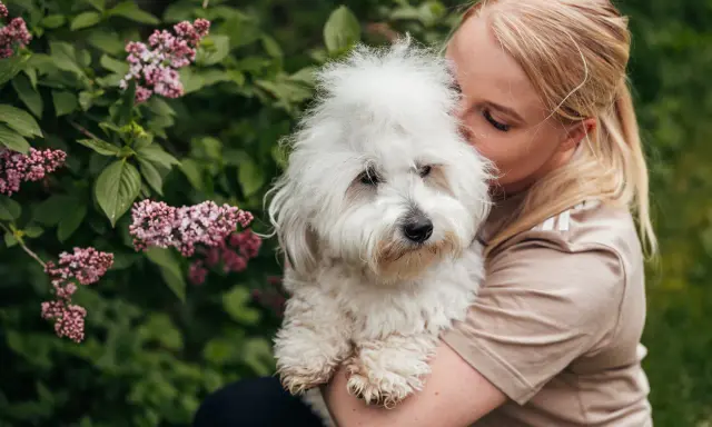 En kvinna kramar sin fluffiga hund. Hundens vita päls är mjuk och fin, och man kan ana den friska huden under.
