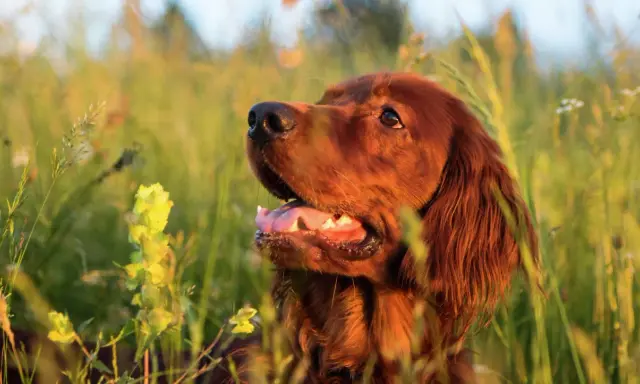 En vacker, rödbrun bistick hund sitter i högt gräs, med solen som lyser på dess päls.