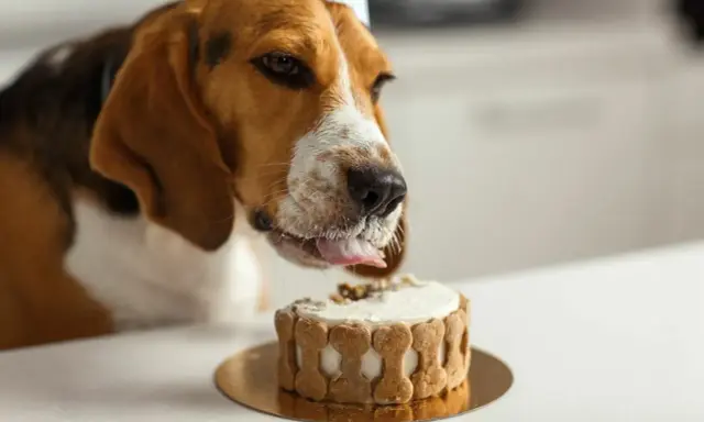 En beagle med partyhatt slickar på en tårta dekorerad med hundkex. Tårtan ser god ut, men var försiktig så att du inte ger hunden något som är hundkex giftig.