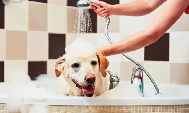 En glad labrador med skum på huvudet njuter av att bada hund i ett bubbelbad.
