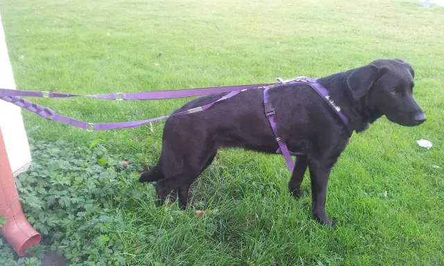 Svart hund med lila sele och koppel runt midjan står på en gräsmatta.