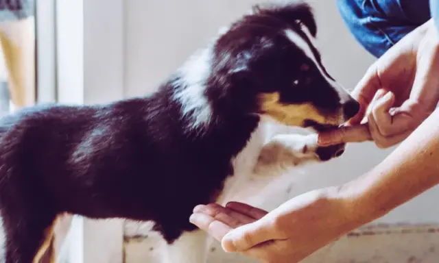 Valpar som tränas med godis. En person ger en hund en godbit ur handen.