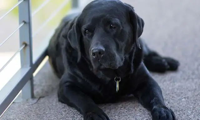 Sorgsen svart labrador ligger ner. Denna bild kan vara relaterad till osteosarkom hund.