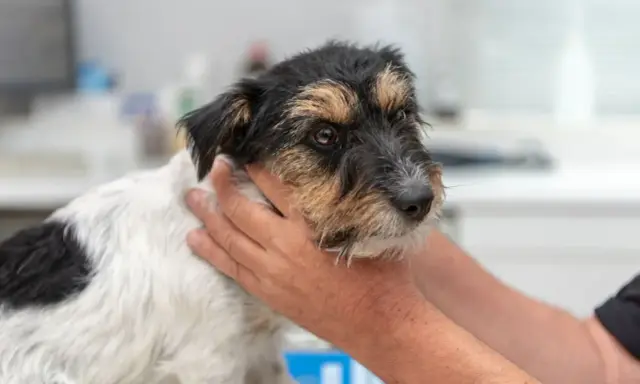 En hund med symtom på hypotyreos undersöks av en veterinär.