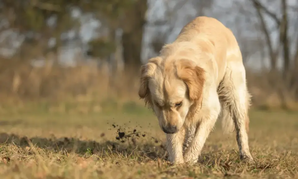 Golden retriever gräver i jorden, kanske letar efter något spännande. Bilder på mask hos hund kan vara svåra att hitta, men här ser vi en hund som aktivt undersöker marken.