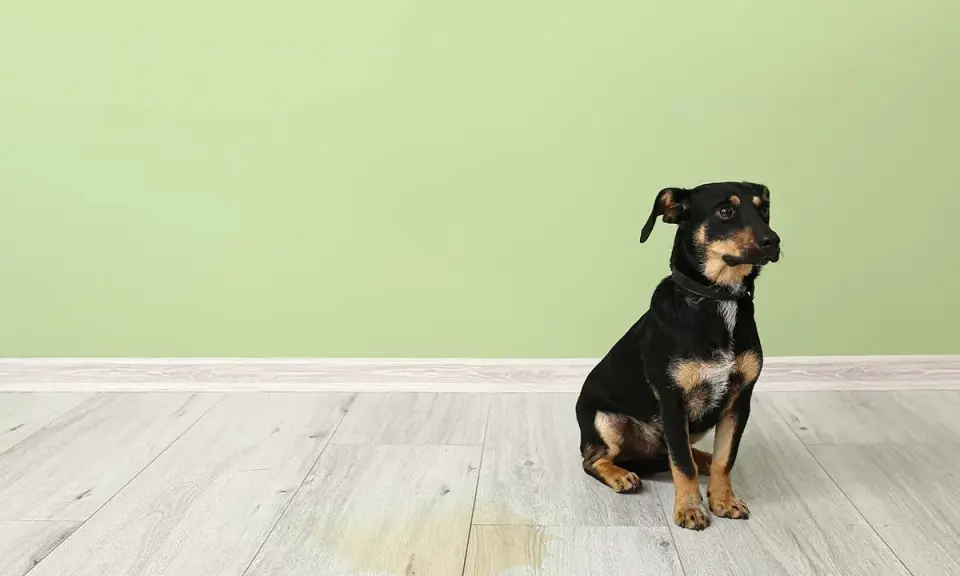 En liten hund sitter bredvid en pöl på golvet. Frågan är hur ofta kissar en hund?