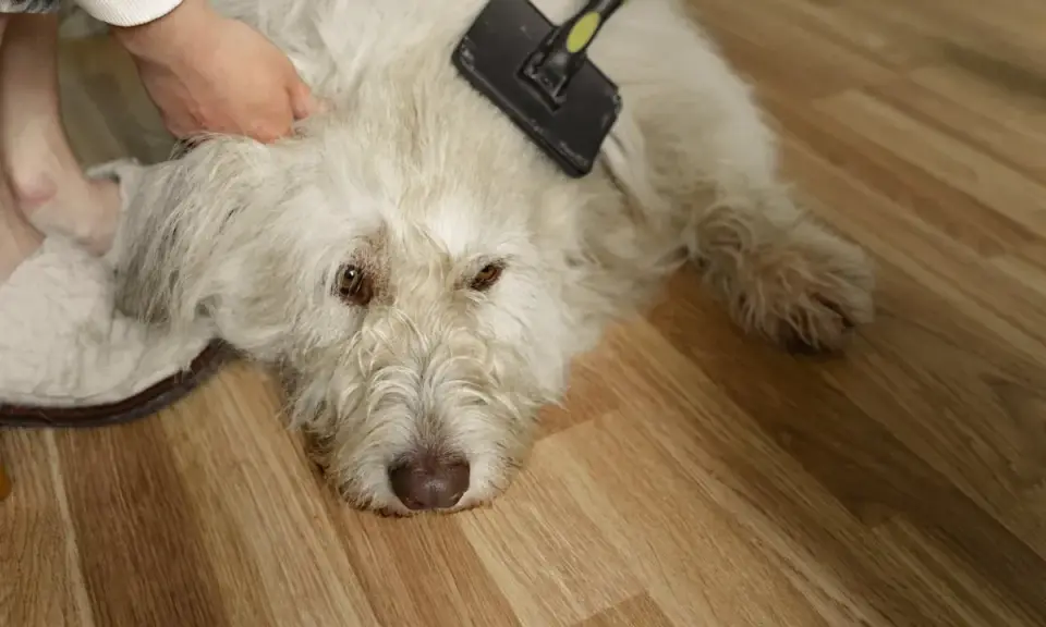 En person borstar en vit hund för att ta bort underull. Hunden ligger på ett trägolv.