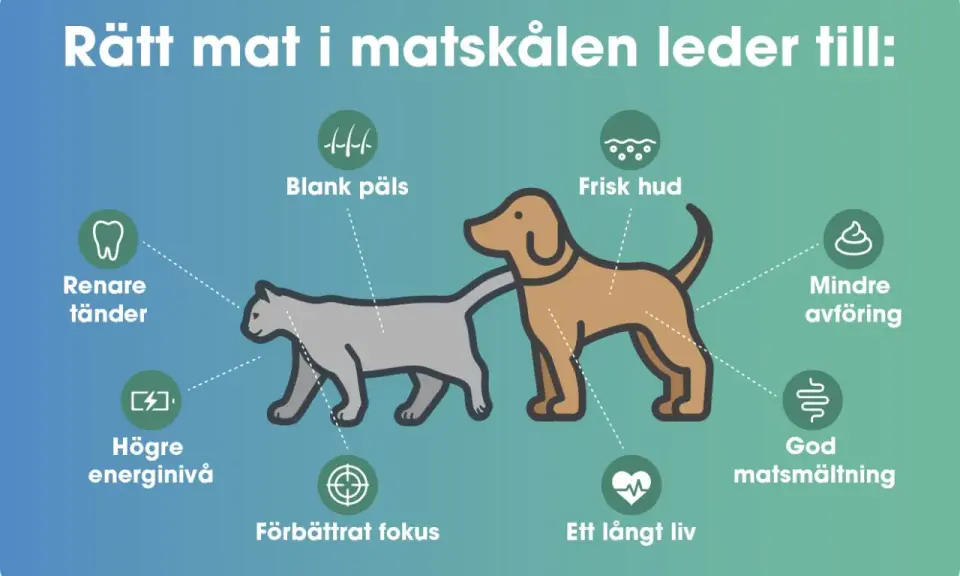 Hundens skin and coat blir blank och fin med rätt mat. Även frisk hud, god matsmältning och ett långt liv.
