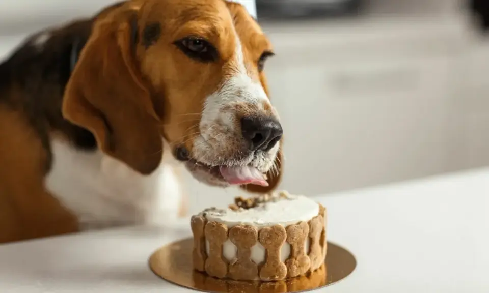 En beagle med partyhatt slickar på en tårta dekorerad med hundkex. Tårtan ser god ut, men var försiktig så att du inte ger hunden något som är hundkex giftig.