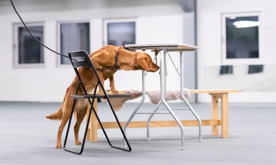 Brun hund tränar nosework, klättrar på en stol för att nå en låg bordsskiva.