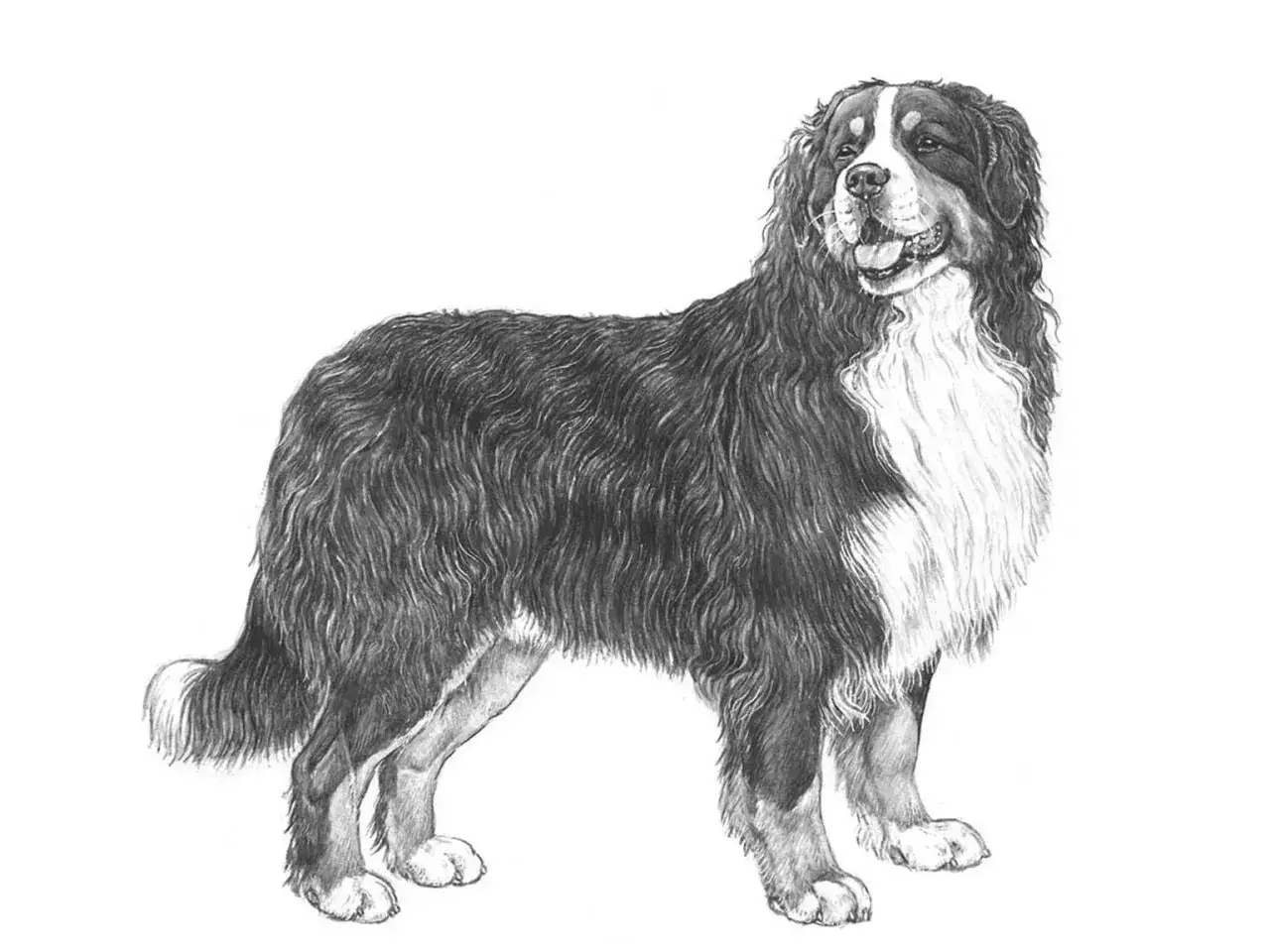En vacker teckning av en berner sennenhund med sin karakteristiska svarta, vita och bruna p&auml;ls. Hunden ser glad och v&auml;nlig ut.