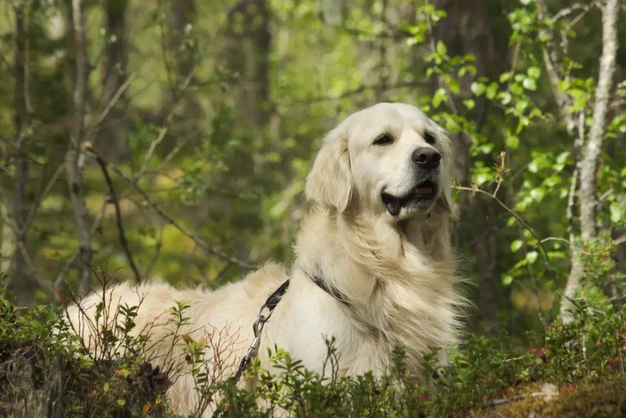 En gul golden retriever, en av de vanligaste hundraserna i Sverige, sitter i en skog med gr&ouml;nskande l&ouml;vverk.