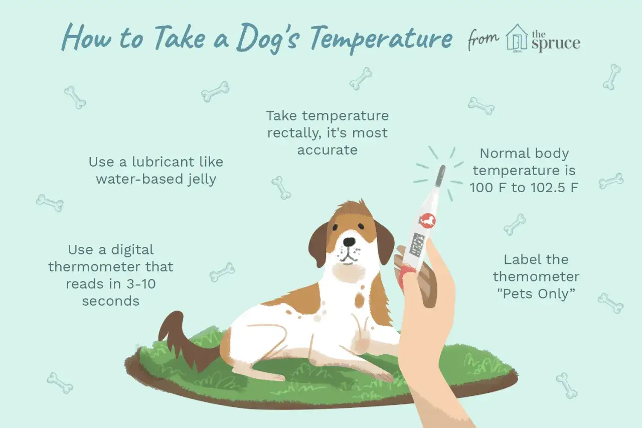 Illustration visar hur man tar en hunds normaltemp. En hund ligger på gräset medan en hand håller en termometer.