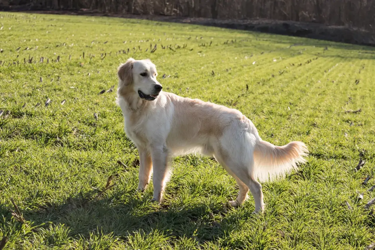 En ståtlig golden retriever står i en grön äng. Dess gyllene päls lyser i solljuset, ett tydligt tecken på dess vänliga och lojala golden retriever egenskaper.