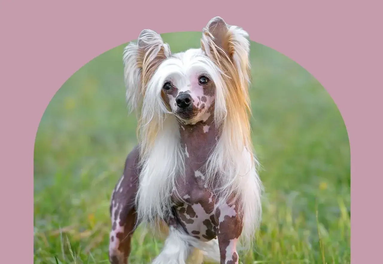 En nakenhund med l&aring;ngt, vitt h&aring;r p&aring; huvudet och benen st&aring;r i gr&auml;set. En av m&aring;nga konstiga hundraser.