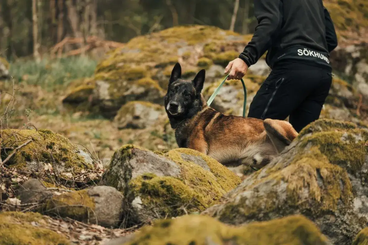 En hund med ett hundkoppel 10 meter i skogen. Hunden &auml;r en belgisk vallhund, och personen som h&aring;ller i kopplet har kl&auml;der med texten 