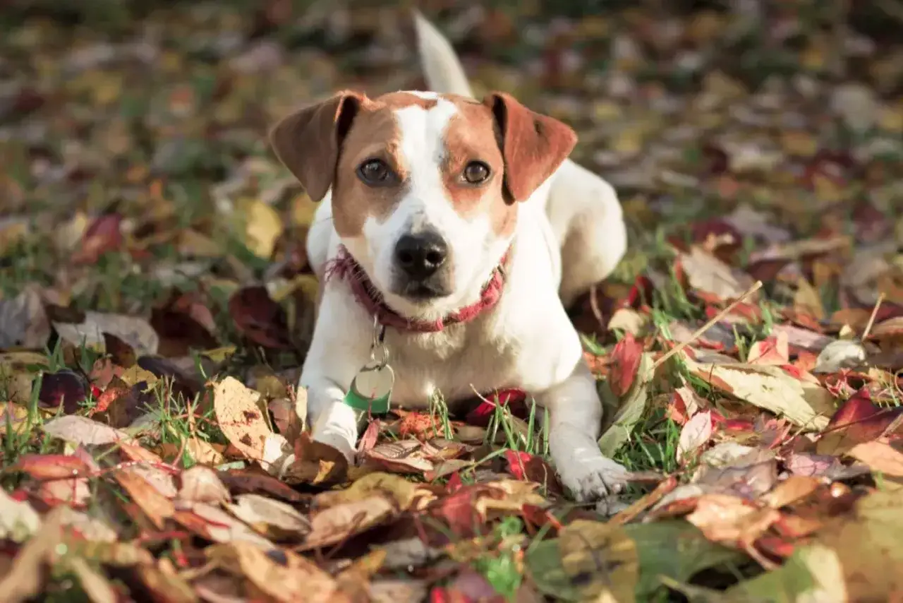 En dansk-svensk g&aring;rdshund ligger i h&ouml;stl&ouml;ven. Inga problem h&auml;r, bara en s&ouml;t hund som njuter av naturen.
