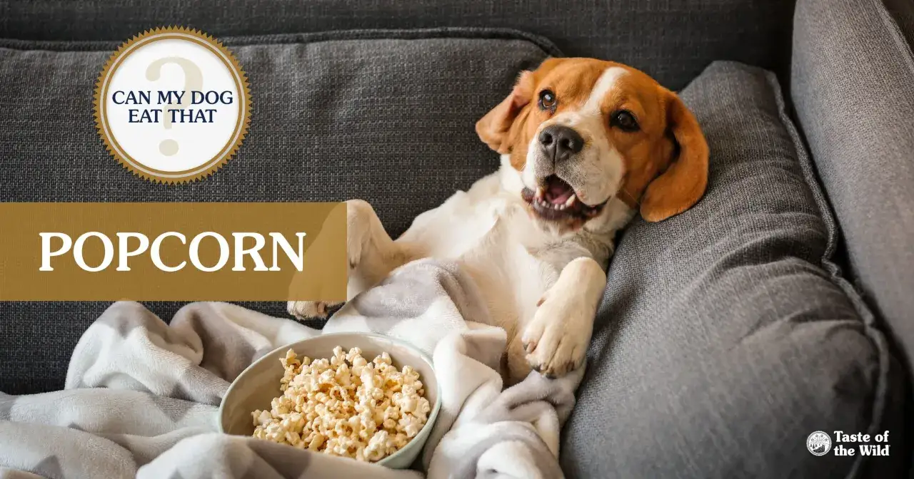 En glad popcorn hund ligger p&aring; en soffa med en sk&aring;l popcorn.