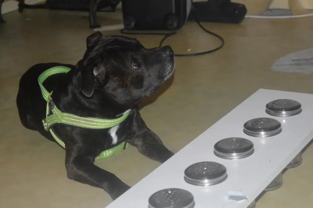 Svart hund med gr&ouml;n sele fokuserar p&aring; burkar f&ouml;r nosework.
