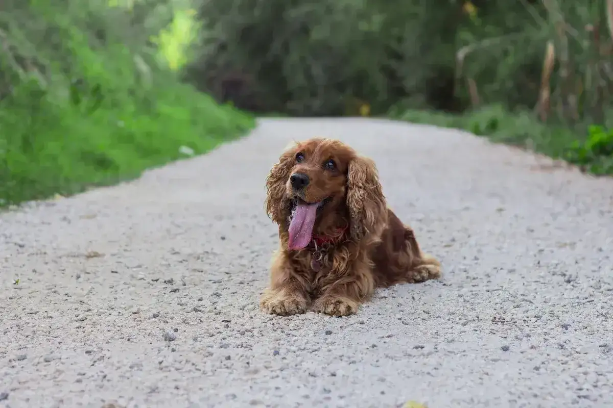 En brun cocker spaniel ligger p&aring; en grusv&auml;g, fl&auml;mtande. Denna ras kan vara ben&auml;gen f&ouml;r vissa cocker spaniel sjukdomar, men denna verkar glad.