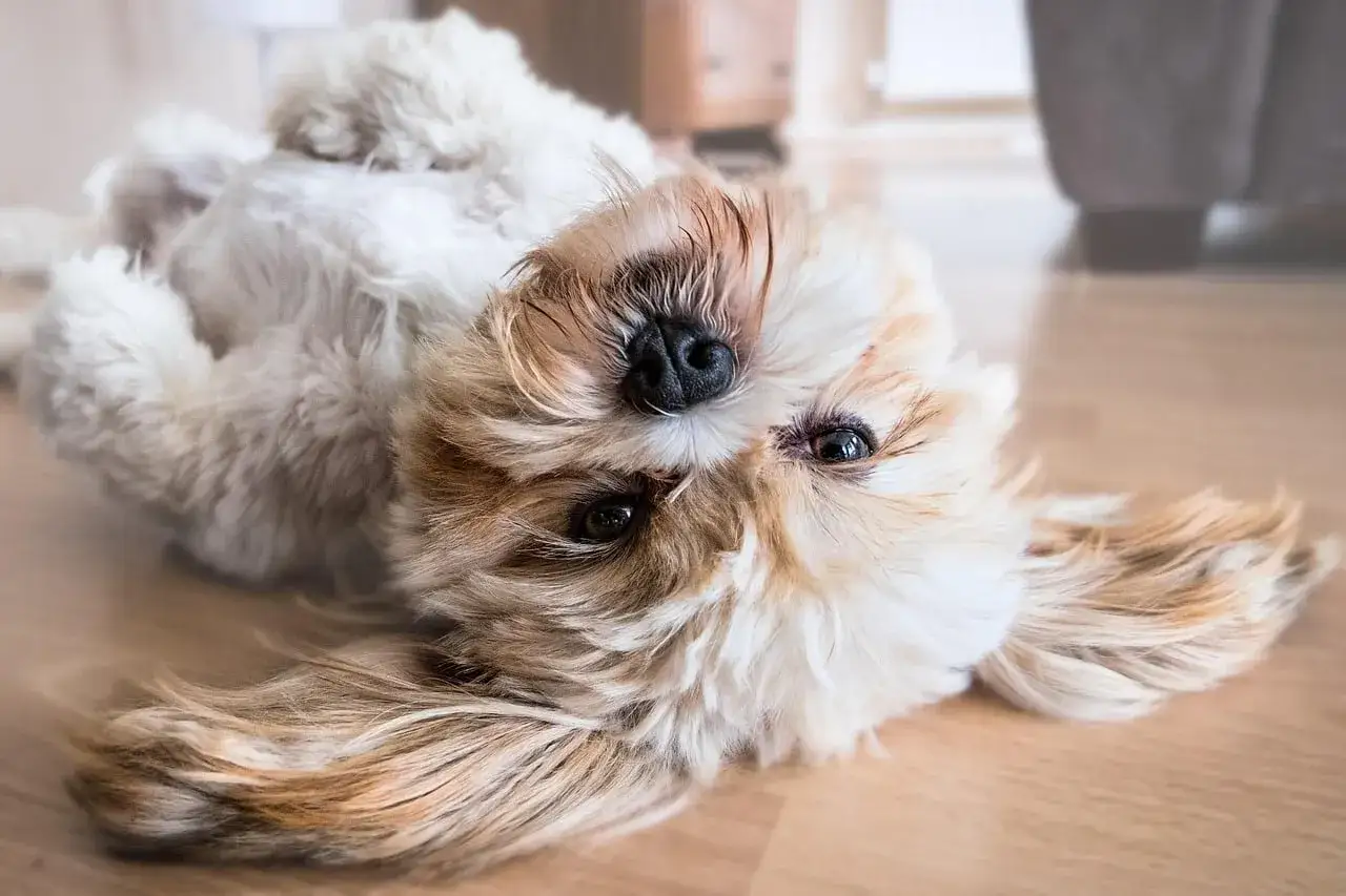 En söt shih tzu ligger på rygg på ett trägolv, med huvudet vänt mot kameran.
