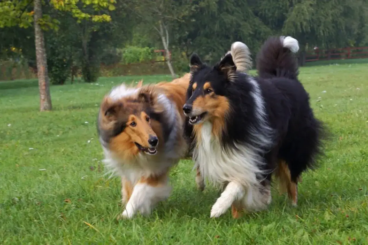 Tv&aring; collie l&aring;ngh&aring;rig, en sobel och en tref&auml;rgad, springer glatt i en gr&ouml;nskande tr&auml;dg&aring;rd.