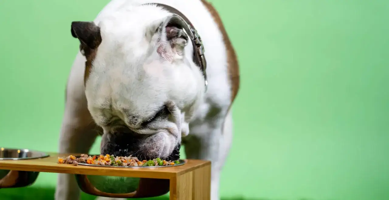 Bulldog &auml;ter ur sk&aring;l med mat. Kanske med lite nutrolin olja hund f&ouml;r extra n&auml;ring.
