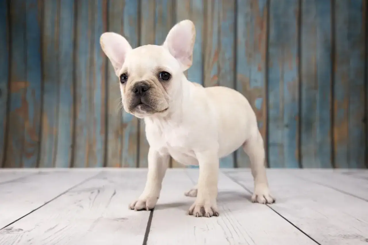 En s&ouml;t fransk bulldoggvalp med stora &ouml;ron, som visar sitt lekfulla fransk bulldogg temperament.