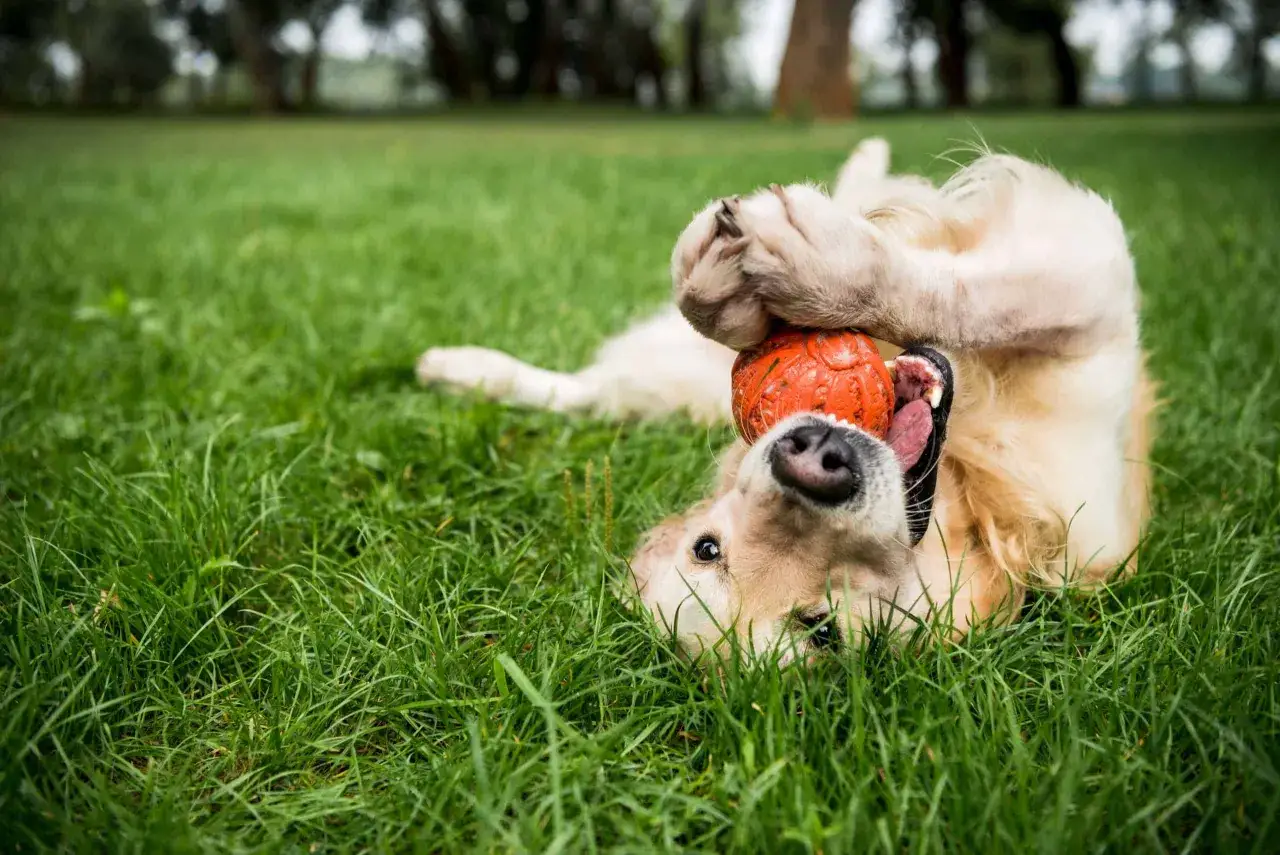 Glad golden retriever leker med en orange gummiboll i gr&auml;set, rullar runt och har kul.