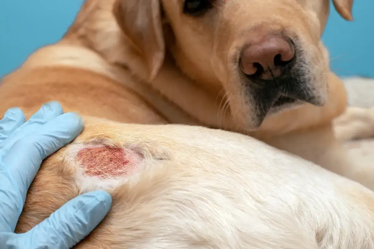 En veterin&auml;r unders&ouml;ker en hund med skabb. Hunden har en r&ouml;d, irriterad fl&auml;ck p&aring; huden.