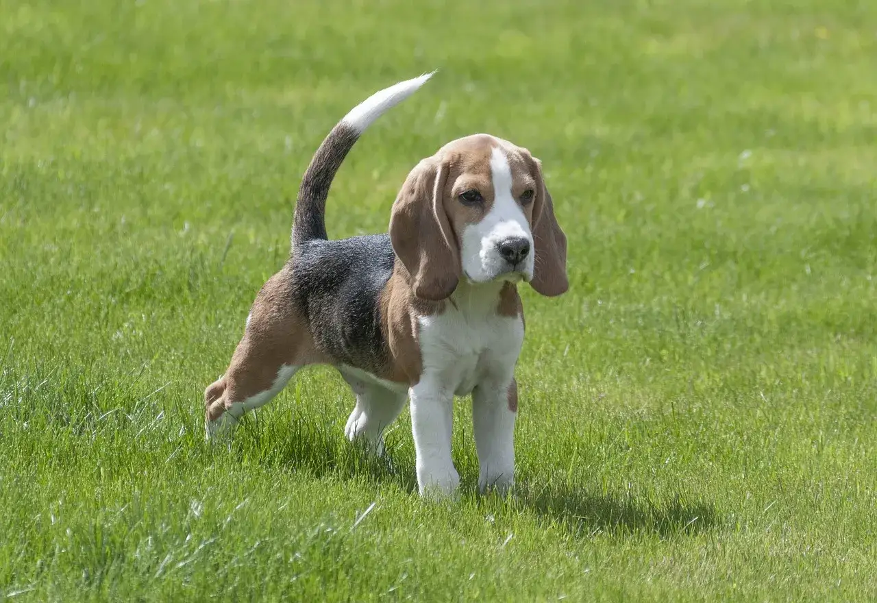 En s&ouml;t beaglevalp st&aring;r i gr&auml;set, en av m&aring;nga hundraser som &auml;lskar att utforska utomhus.