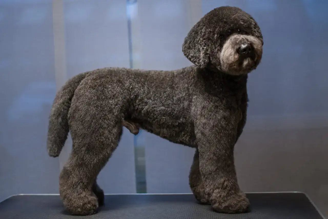 En m&ouml;rkgr&aring; labradoodle st&aring;r upp. P&auml;lsen &auml;r klippt i en rundad frisyr. Ett potentiellt labradoodle problem &auml;r att h&aring;lla p&auml;lsen fin.