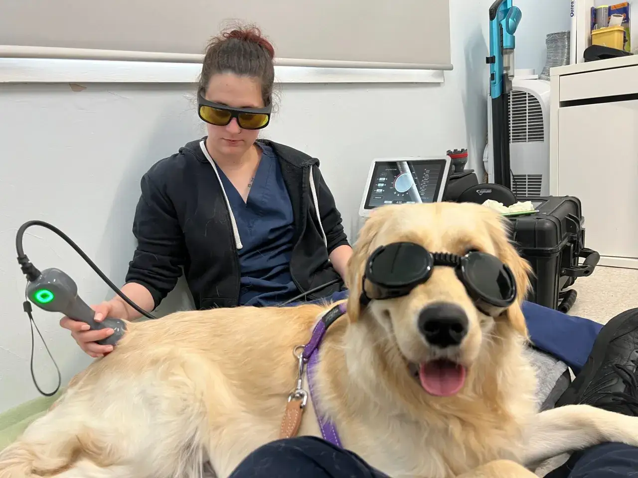 En hund med glas&ouml;gon f&aring;r laserbehandling f&ouml;r sin artros. En veterin&auml;r h&aring;ller i lasern.
