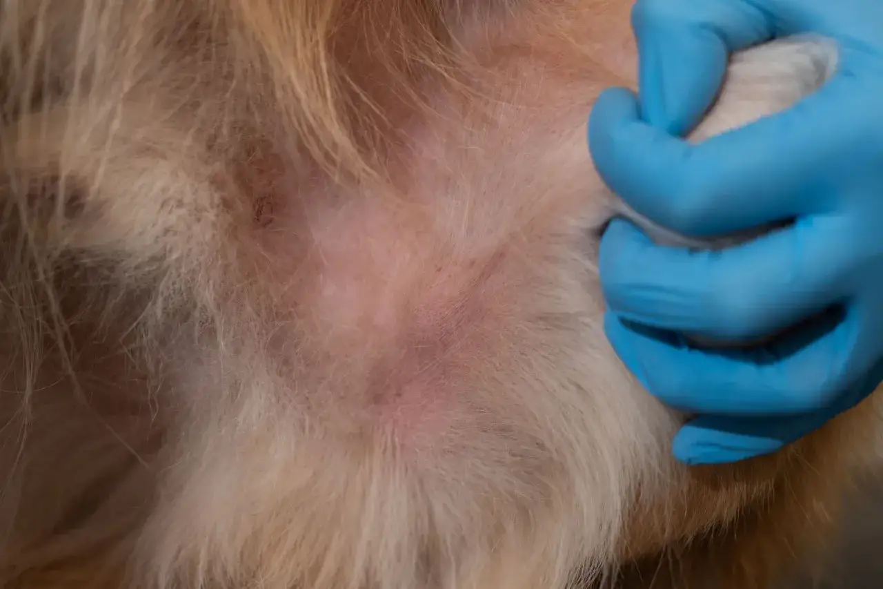 Bl&aring; handskar unders&ouml;ker en kn&ouml;l p&aring; en hunds hud. Dessa lipom hund bilder visar en vanlig tum&ouml;r hos hundar.