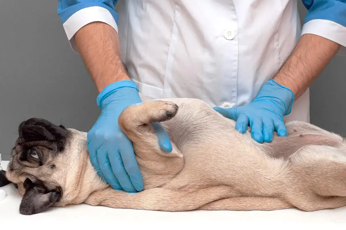 Veterin&auml;r unders&ouml;ker en mops som ligger p&aring; rygg. Hunden kan ha stopp i tarmen, symptom som sm&auml;rta och uppbl&aring;sthet kan f&ouml;rekomma.