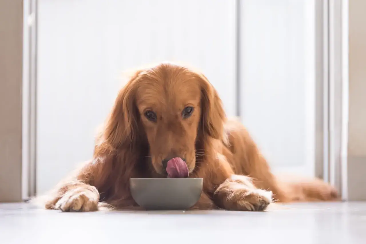 En gyllene retriever slickar ur en sk&aring;l, som en riktig lakrits hund.