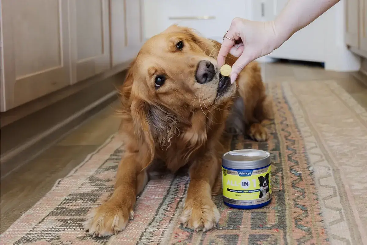 Golden retriever f&aring;r en godbit med e vitamin fr&aring;n en burk Vetericyn ALL-IN-1.