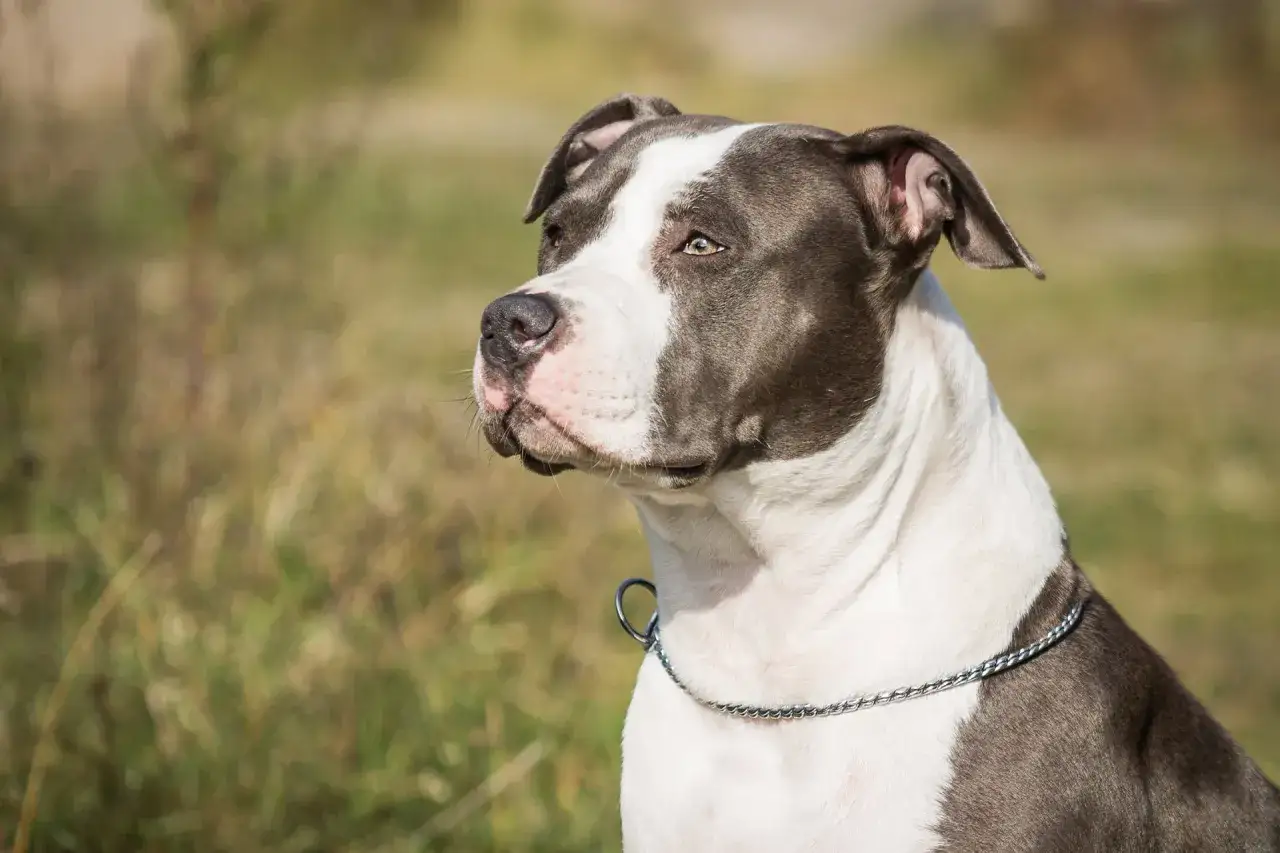En st&aring;tlig amstaff med ett silverf&auml;rgat halsband blickar ut &ouml;ver ett f&auml;lt.