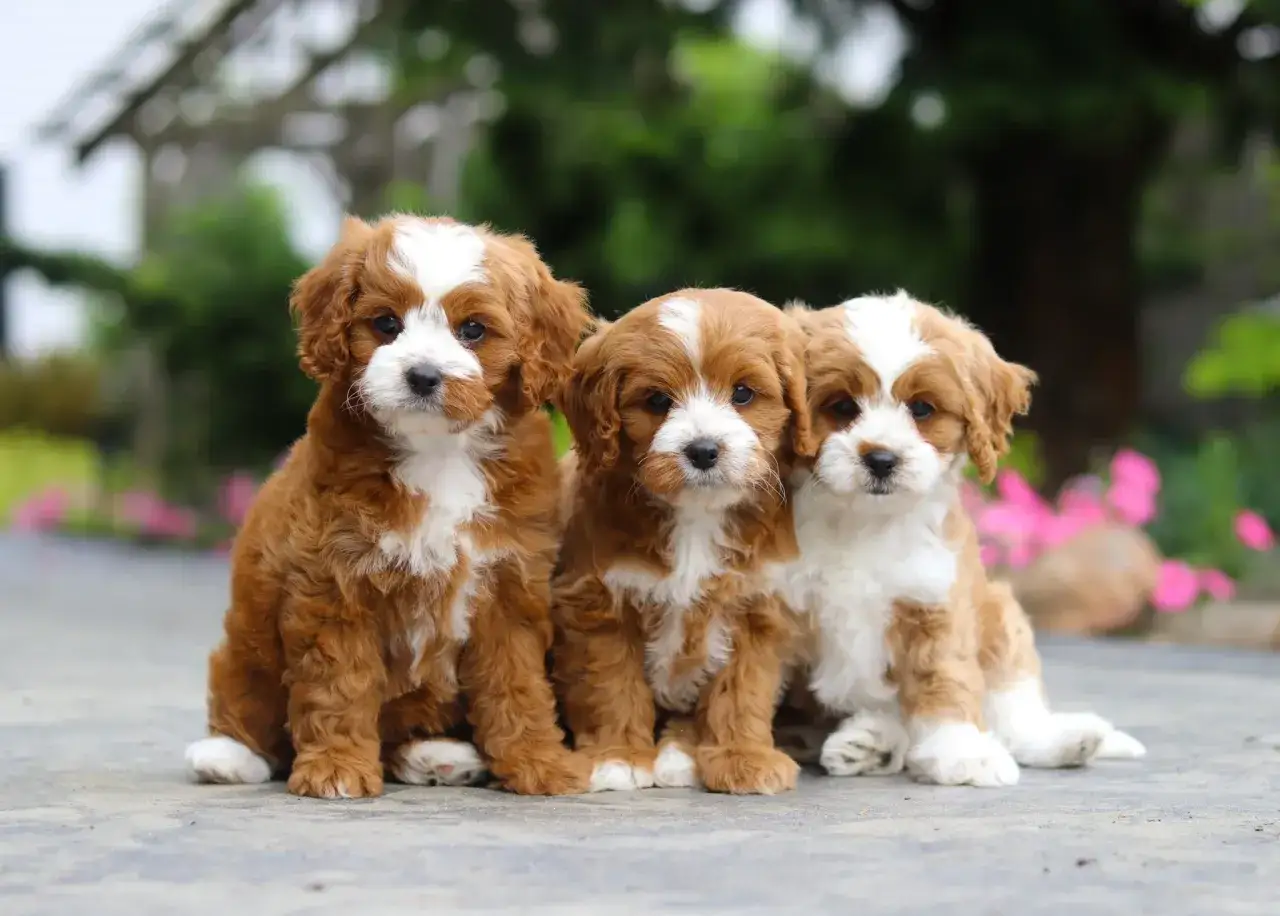 Tre s&ouml;ta cavapoo-valpar sitter tillsammans. Deras cavapoo storlek &auml;r perfekt f&ouml;r att gosa.