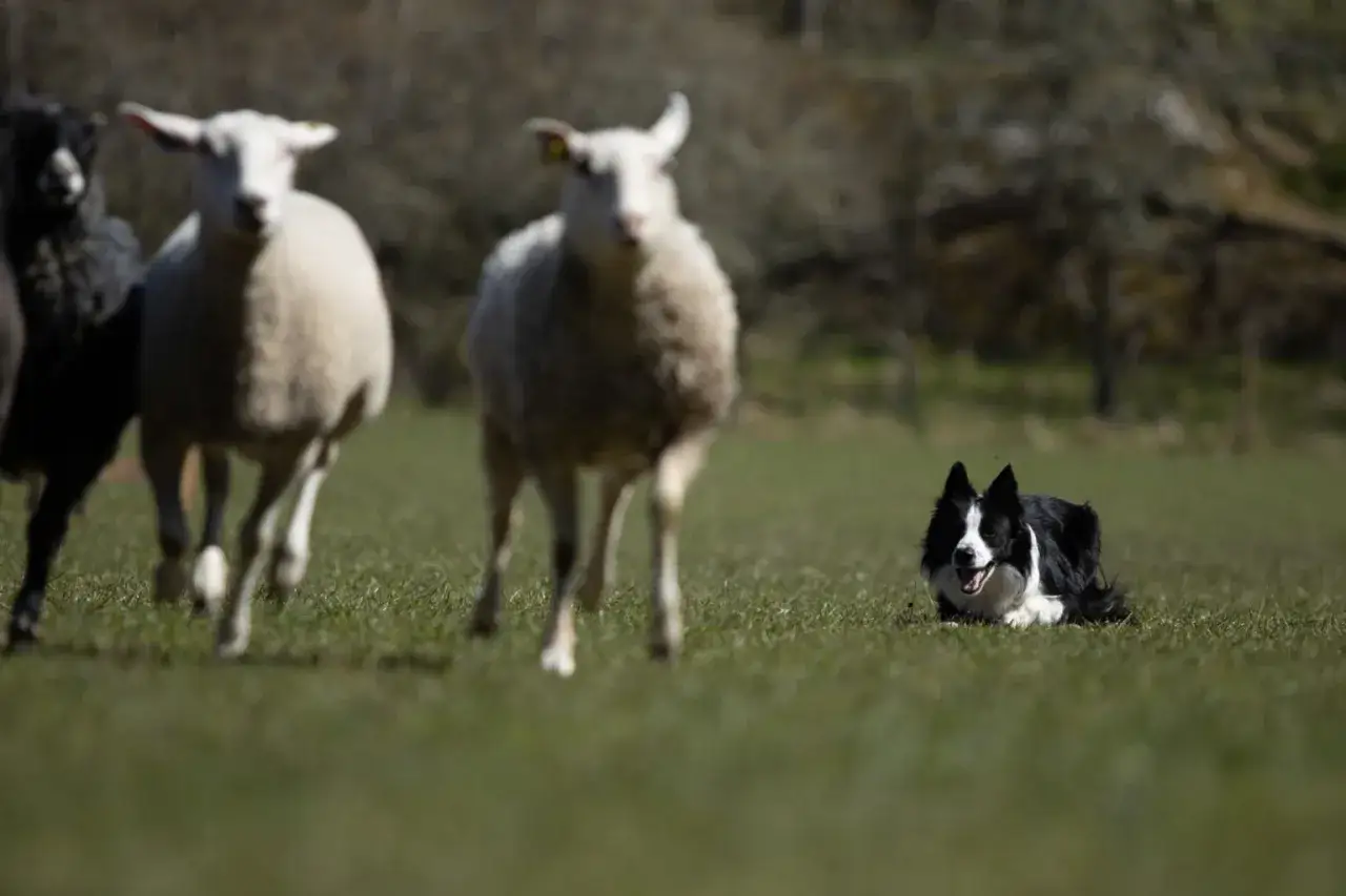 En border collie ligger p&aring; gr&auml;set medan f&aring;r raser f&ouml;rbi. Denna hundras &auml;r k&auml;nd f&ouml;r sina vallningsegenskaper.