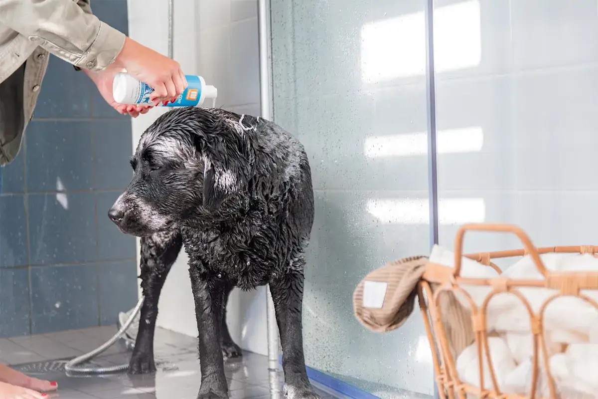 En person h&auml;ller schampo p&aring; en bl&ouml;t, svart labrador i duschen. Hunden ser lite skeptisk ut, men snart blir det rent och fint.
